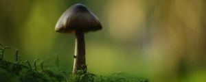 Превью обои гриб, блюр, мох, макро, зеленый