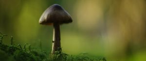 Превью обои гриб, блюр, мох, макро, зеленый