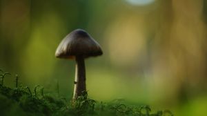 Превью обои гриб, блюр, мох, макро, зеленый