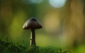 Превью обои гриб, блюр, мох, макро, зеленый