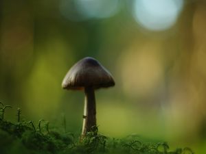 Превью обои гриб, блюр, мох, макро, зеленый