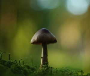 Превью обои гриб, блюр, мох, макро, зеленый