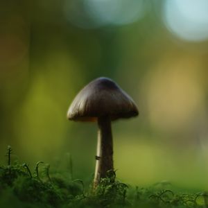 Превью обои гриб, блюр, мох, макро, зеленый