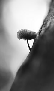 Превью обои гриб, дерево, размытие, черно-белый, макро
