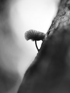 Превью обои гриб, дерево, размытие, черно-белый, макро