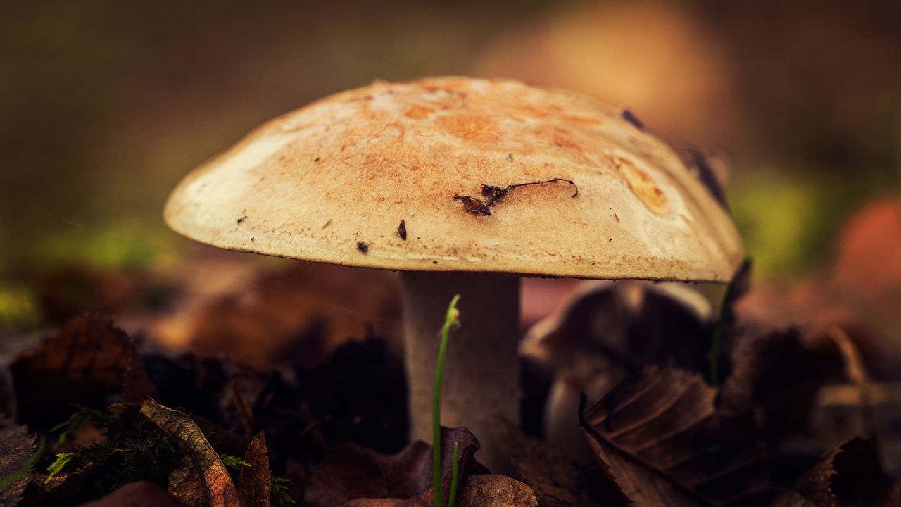 Обои гриб, крупным планом, осень, листва