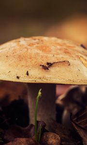 Превью обои гриб, крупным планом, осень, листва