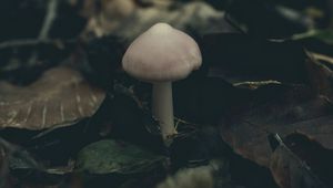 Превью обои гриб, листва, осень