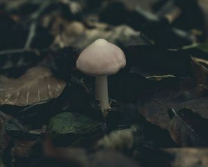 Превью обои гриб, листва, осень