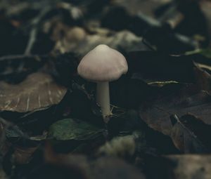 Превью обои гриб, листва, осень