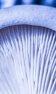 Превью обои гриб, макро, белый, текстура