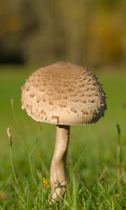 Превью обои гриб, макро, трава, размытие