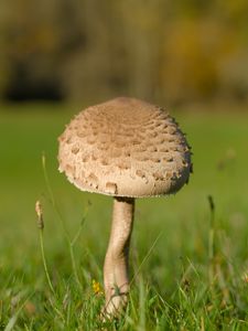 Превью обои гриб, макро, трава, размытие