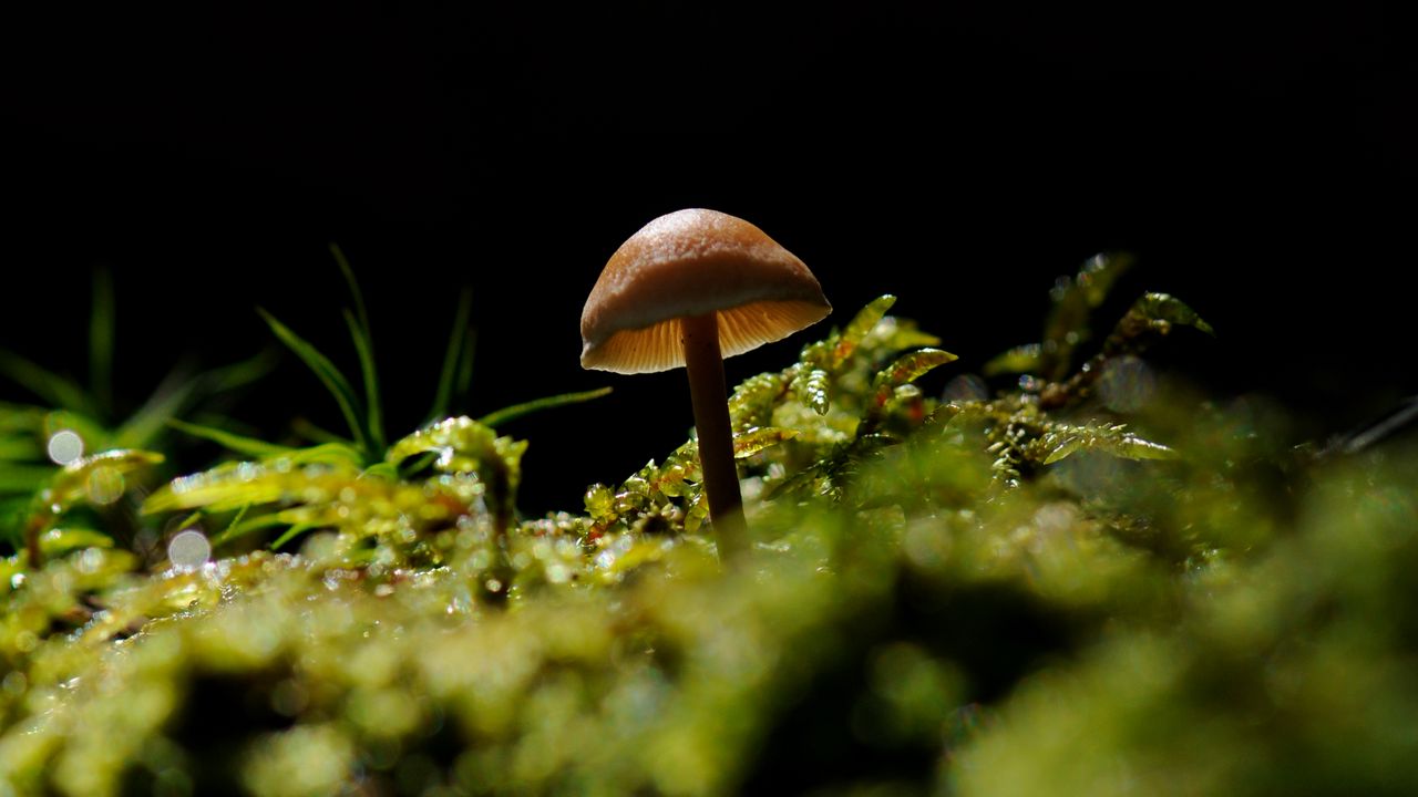 Обои гриб, мох, лес, природа, макро