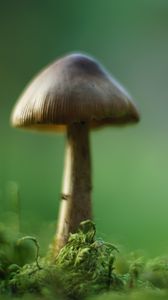 Превью обои гриб, мох, макро, рамзытие, зеленый