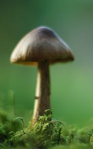 Превью обои гриб, мох, макро, рамзытие, зеленый