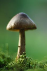 Превью обои гриб, мох, макро, рамзытие, зеленый
