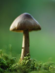 Превью обои гриб, мох, макро, рамзытие, зеленый