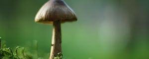 Превью обои гриб, мох, макро, рамзытие, зеленый