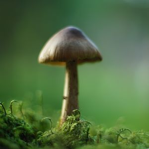 Превью обои гриб, мох, макро, рамзытие, зеленый
