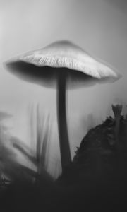 Превью обои гриб, мох, трава, макро, силуэт, темный, чб