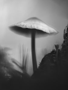 Превью обои гриб, мох, трава, макро, силуэт, темный, чб