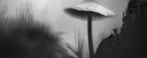 Превью обои гриб, мох, трава, макро, силуэт, темный, чб
