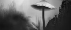 Превью обои гриб, мох, трава, макро, силуэт, темный, чб