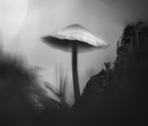 Превью обои гриб, мох, трава, макро, силуэт, темный, чб