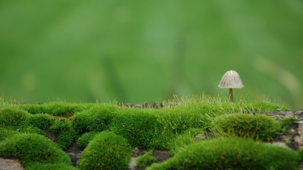 Обои гриб, мох, зеленый, размытие