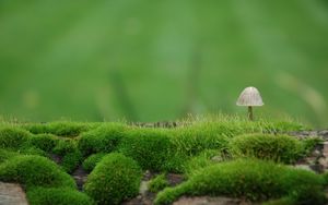 Превью обои гриб, мох, зеленый, размытие