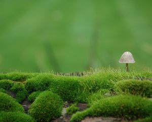 Превью обои гриб, мох, зеленый, размытие