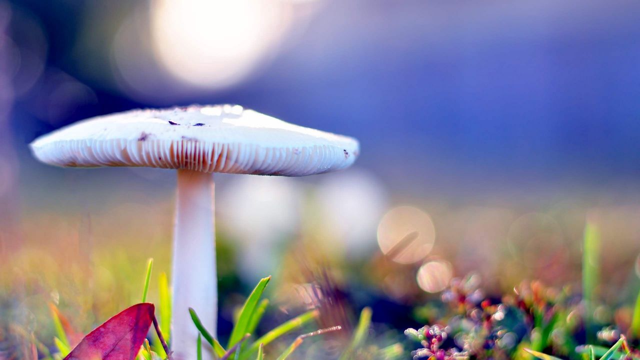 Обои гриб, осень, после дождя, природа