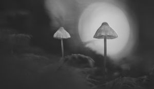 Превью обои гриб, растения, мох, лес, силуэт, размытие, чб