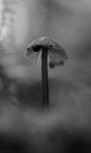 Превью обои гриб, растения, туман, макро, блюр, чб, темный