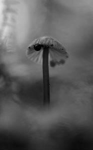 Превью обои гриб, растения, туман, макро, блюр, чб, темный