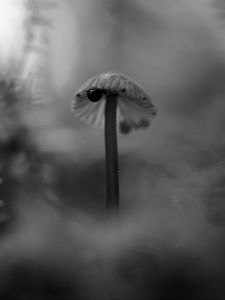 Превью обои гриб, растения, туман, макро, блюр, чб, темный