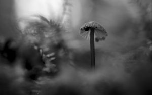 Превью обои гриб, растения, туман, макро, блюр, чб, темный