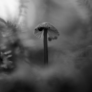 Превью обои гриб, растения, туман, макро, блюр, чб, темный