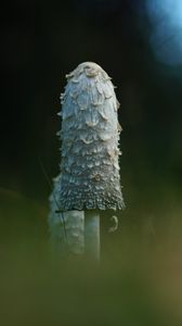 Превью обои гриб, трава, блики, блюр, макро, природа