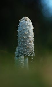 Превью обои гриб, трава, блики, блюр, макро, природа