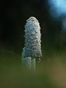 Превью обои гриб, трава, блики, блюр, макро, природа