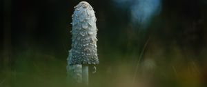 Превью обои гриб, трава, блики, блюр, макро, природа