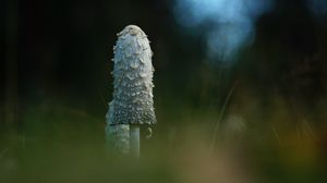 Превью обои гриб, трава, блики, блюр, макро, природа