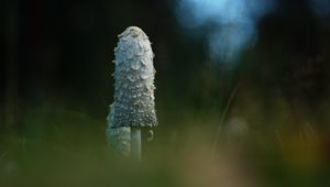 Превью обои гриб, трава, блики, блюр, макро, природа