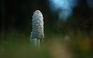 Превью обои гриб, трава, блики, блюр, макро, природа