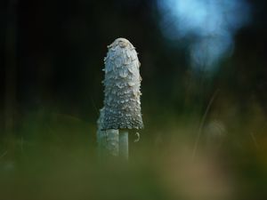 Превью обои гриб, трава, блики, блюр, макро, природа