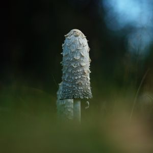 Превью обои гриб, трава, блики, блюр, макро, природа