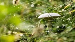 Превью обои гриб, трава, капли, дождь, макро