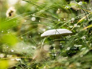 Превью обои гриб, трава, капли, дождь, макро